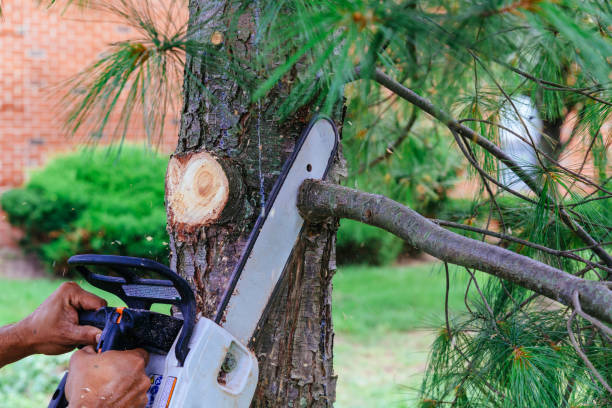 Best Tree Removal Services  in Westville, IN